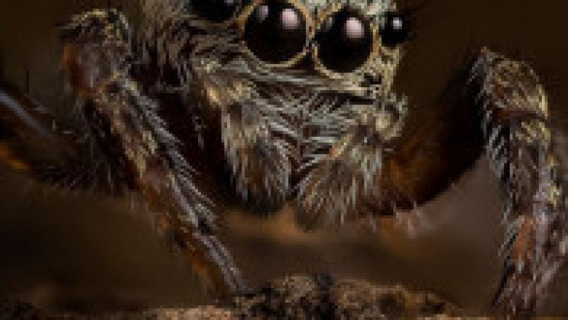 Păianjenul "Evarcha arcuata". Foto: Eugenijus Kavaliauskas, Instagram / dantis_net | Poza 2 din 16