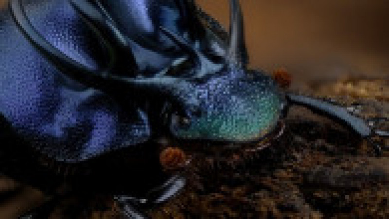 Gândacul scarabeu "Proagoderus tricornifrons". Foto: Eugenijus Kavaliauskas, Instagram / dantis_net | Poza 15 din 16