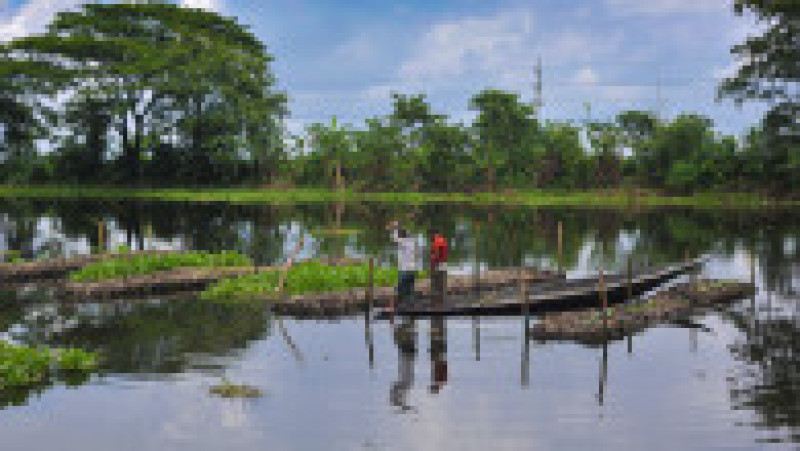 Perioadele de inundații extinse pun în pericol din ce în ce mai des capacitatea oamenilor din Bangladesh de a-și crește hrana iar tot mai mulți folosesc ferme plutitoare. Foto Profimedia | Poza 5 din 14