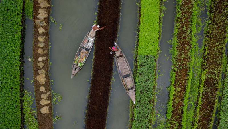 Perioadele de inundații extinse pun în pericol din ce în ce mai des capacitatea oamenilor din Bangladesh de a-și crește hrana iar tot mai mulți folosesc ferme plutitoare. Foto Profimedia