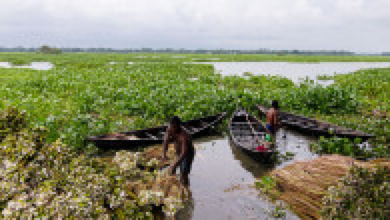 Perioadele de inundații extinse pun în pericol din ce în ce mai des capacitatea oamenilor din Bangladesh de a-și crește hrana iar tot mai mulți folosesc ferme plutitoare. Foto Profimedia | Poza 6 din 14