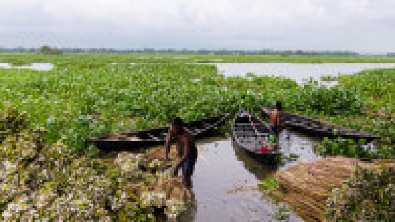 Perioadele de inundații extinse pun în pericol din ce în ce mai des capacitatea oamenilor din Bangladesh de a-și crește hrana iar tot mai mulți folosesc ferme plutitoare. Foto Profimedia | Poza 6 din 14