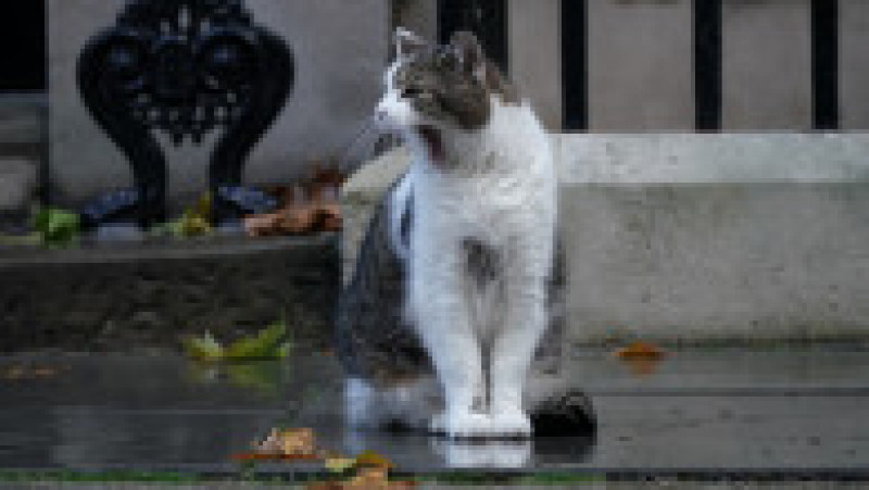 Larry the Cat FOTO: Profimedia Images | Poza 16 din 16