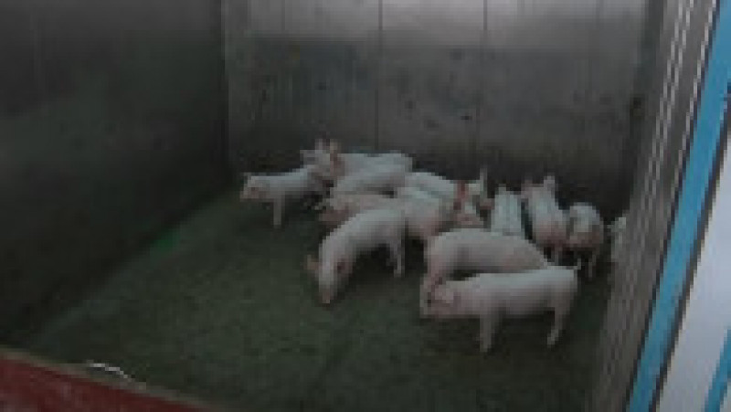 În China, porcii sunt crescuți în zgârie-nori de 26 de etaje. FOTO: captură Youtbe | Poza 2 din 5
