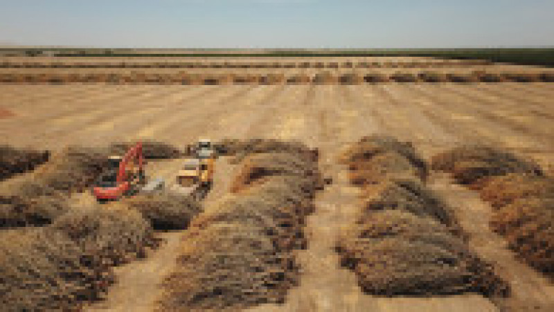 Migdali uscați au fost scoși din pământ din cauza secetei și lipsei de irigații din regiunea Central Valley a Californiei. Foto Profimedia | Poza 2 din 5