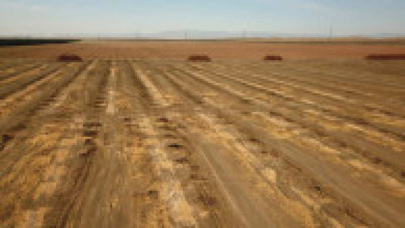 Migdali uscați au fost scoși din pământ din cauza secetei și lipsei de irigații din regiunea Central Valley a Californiei. Foto Profimedia | Poza 3 din 5