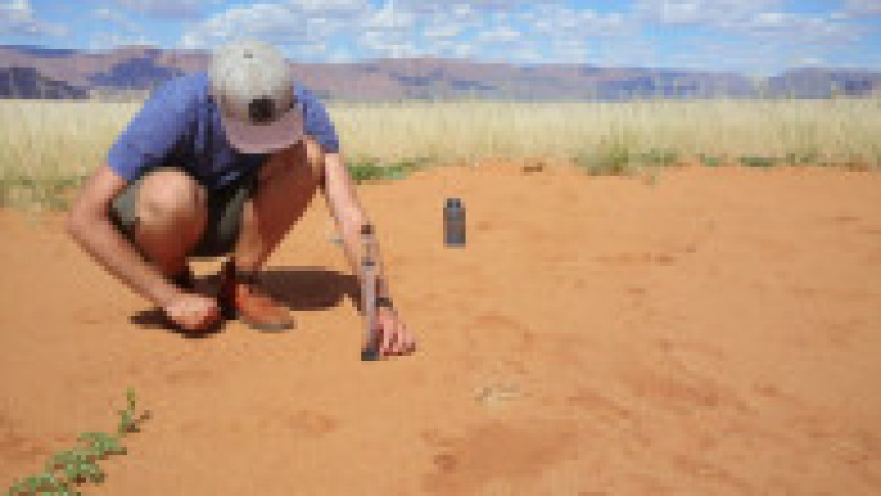 În căldura puternică din deșert, aceste ierburi larg-răspândite au dezvoltat un sistem de vid în jurul rădăcinilor cu care captează apa. Foto: Profimedia Images | Poza 6 din 13