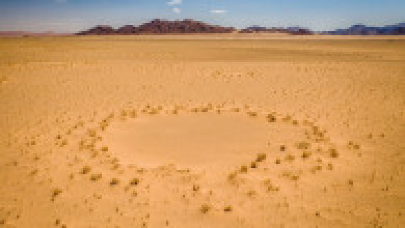 Ierburile din interiorul cercurilor care încearcă să crească imediat după perioada ploioasă nu primesc destulă apă pentru a supraviețui. Foto: Profimedia Images | Poza 8 din 13