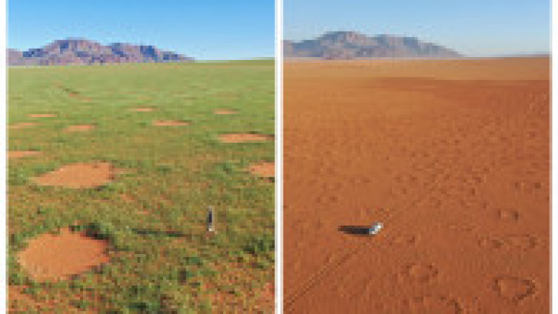 Deșertul Namib și cercurile zânelor - după și înainte de sezonul ploios. Colaj foto: Profimedia Images | Poza 7 din 13