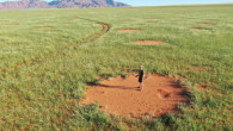 Potrivit studiului, acesta este un exemplu de „feedback ecohidrologic” în care cercurile sterile au devenit rezervoare ce ajută la susținerea ierburilor de pe marginile lor. Foto: Profimedia Images | Poza 10 din 13