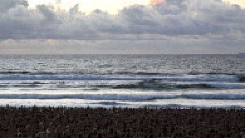 Mii de australieni au pozat nud pe o plajă din Sydney. FOTO: Profimedia Images | Poza 6 din 7