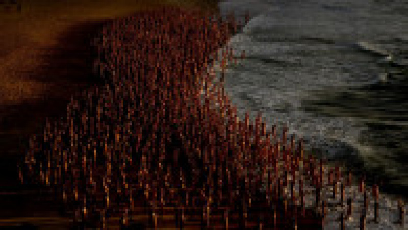 Mii de australieni au pozat nud pe o plajă din Sydney. FOTO: Profimedia Images | Poza 5 din 7