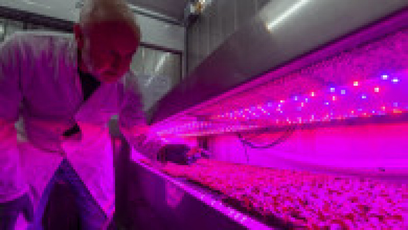 Compania Crate to Plate, tot din Londra, livrează produsele cultivate la lumina LED-urilor clienților locali în cel mult 24 de ore de la cultivare. Foto: Profimedia Images | Poza 16 din 18