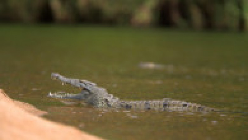Un crocodil a smuls din barcă și ucis un copil de un an din Malaezia. Sursa foto: Profimedia Images | Poza 2 din 8