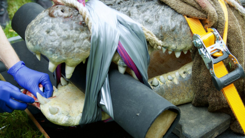 Un crocodil uriaș, de peste 4 metri lungime, a ajuns să aibă probleme dentare și avut nevoie de un stomatolog FOTO: Profimedia Images