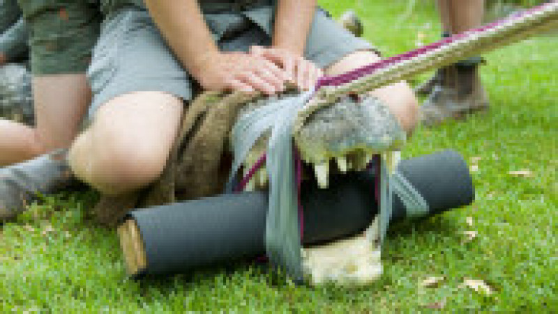 Un crocodil uriaș, de peste 4 metri lungime, a ajuns să aibă probleme dentare și avut nevoie de un stomatolog FOTO: Profimedia Images | Poza 2 din 14