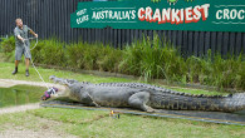Un crocodil uriaș, de peste 4 metri lungime, a ajuns să aibă probleme dentare și avut nevoie de un stomatolog FOTO: Profimedia Images | Poza 9 din 14