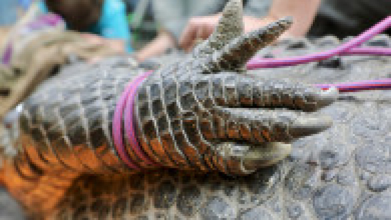 Un crocodil uriaș, de peste 4 metri lungime, a ajuns să aibă probleme dentare și avut nevoie de un stomatolog FOTO: Profimedia Images | Poza 10 din 14