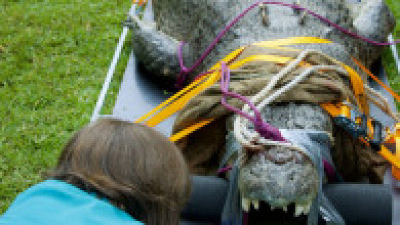 Un crocodil uriaș, de peste 4 metri lungime, a ajuns să aibă probleme dentare și avut nevoie de un stomatolog FOTO: Profimedia Images | Poza 11 din 14