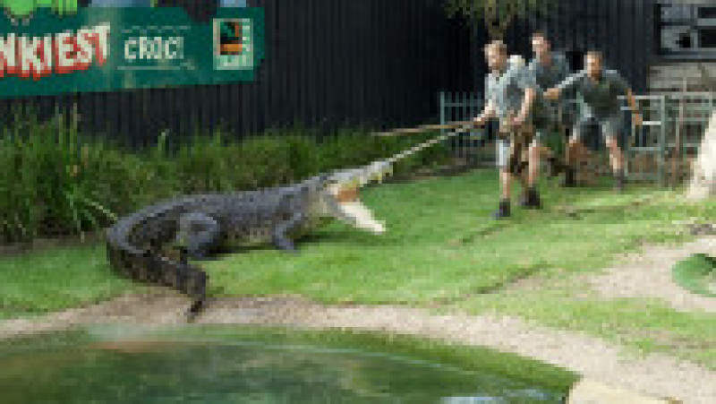 Un crocodil uriaș, de peste 4 metri lungime, a ajuns să aibă probleme dentare și avut nevoie de un stomatolog FOTO: Profimedia Images | Poza 8 din 14