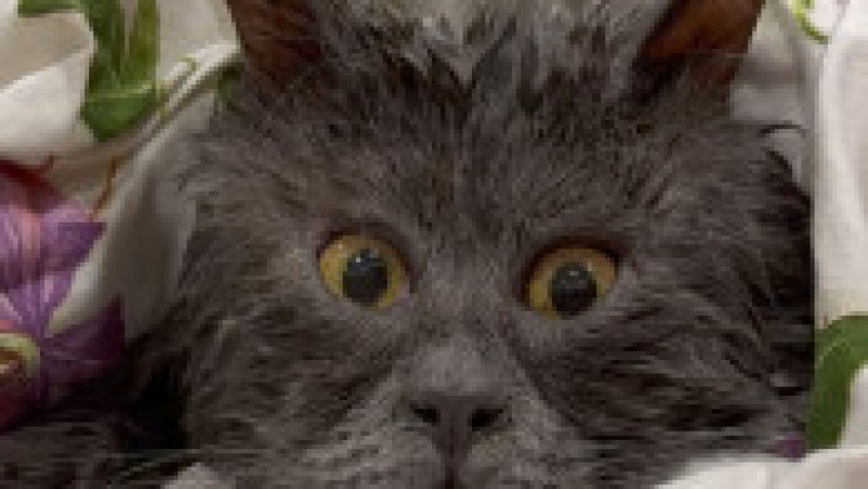 O pisicuță cu ochi încrucișați a devenit o senzație pe internet FOTO: Profimedia Images | Poza 16 din 27