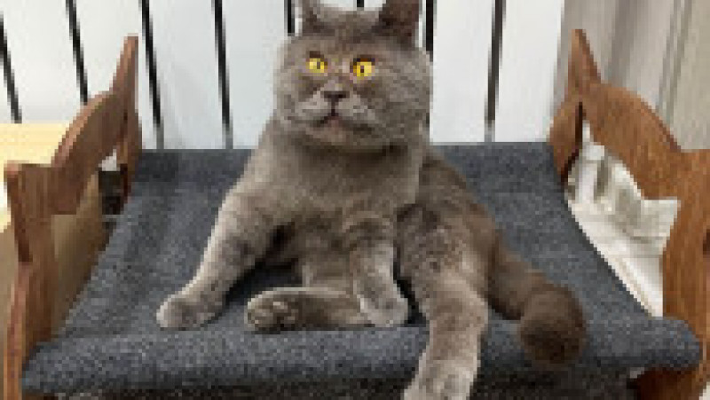 O pisicuță cu ochi încrucișați a devenit o senzație pe internet FOTO: Profimedia Images | Poza 17 din 27