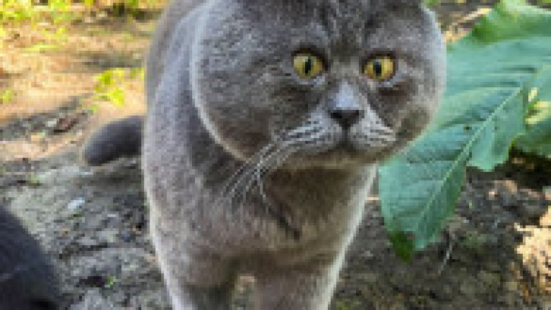 O pisicuță cu ochi încrucișați a devenit o senzație pe internet FOTO: Profimedia Images | Poza 18 din 27