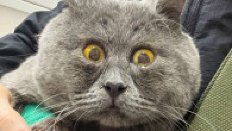 O pisicuță cu ochi încrucișați a devenit o senzație pe internet FOTO: Profimedia Images | Poza 15 din 27