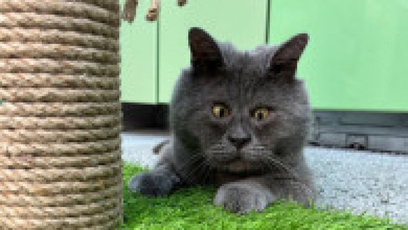 O pisicuță cu ochi încrucișați a devenit o senzație pe internet FOTO: Profimedia Images | Poza 14 din 27
