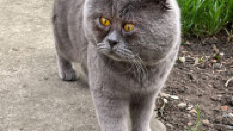 O pisicuță cu ochi încrucișați a devenit o senzație pe internet FOTO: Profimedia Images | Poza 1 din 27