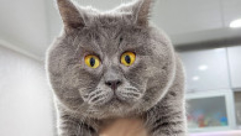 O pisicuță cu ochi încrucișați a devenit o senzație pe internet FOTO: Profimedia Images | Poza 9 din 27