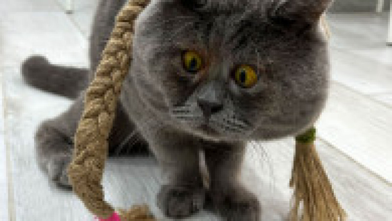 O pisicuță cu ochi încrucișați a devenit o senzație pe internet FOTO: Profimedia Images | Poza 10 din 27