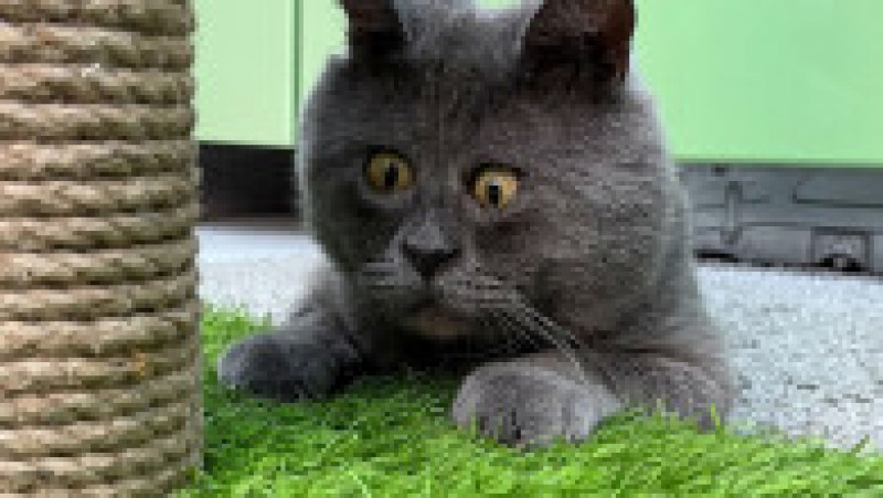 O pisicuță cu ochi încrucișați a devenit o senzație pe internet FOTO: Profimedia Images | Poza 11 din 27