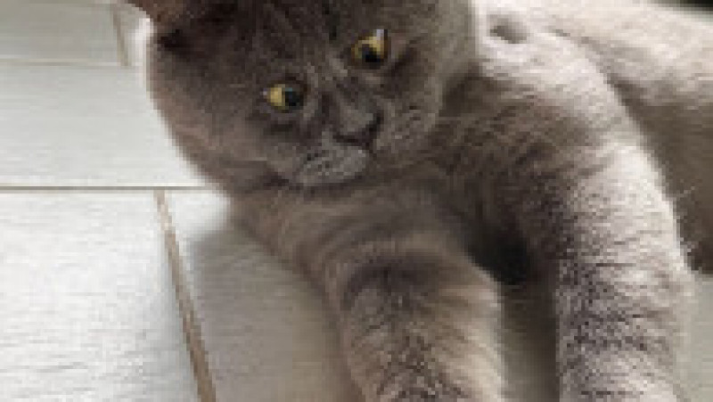 O pisicuță cu ochi încrucișați a devenit o senzație pe internet FOTO: Profimedia Images | Poza 3 din 27