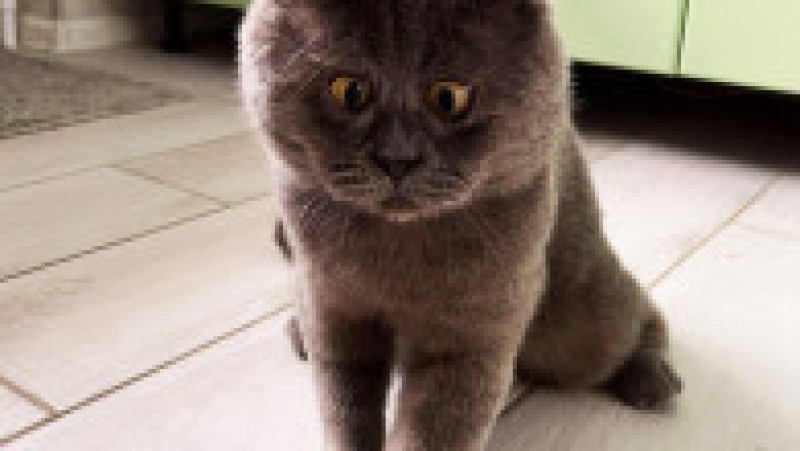 O pisicuță cu ochi încrucișați a devenit o senzație pe internet FOTO: Profimedia Images | Poza 4 din 27