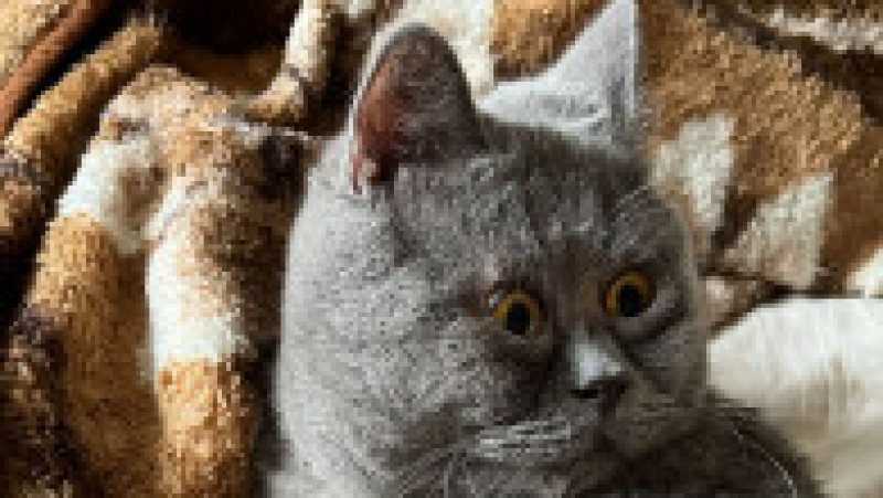 O pisicuță cu ochi încrucișați a devenit o senzație pe internet FOTO: Profimedia Images | Poza 26 din 27