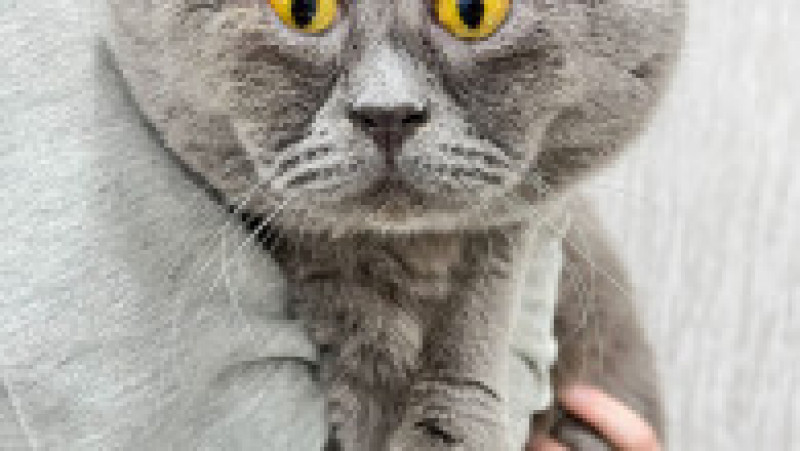O pisicuță cu ochi încrucișați a devenit o senzație pe internet FOTO: Profimedia Images | Poza 25 din 27