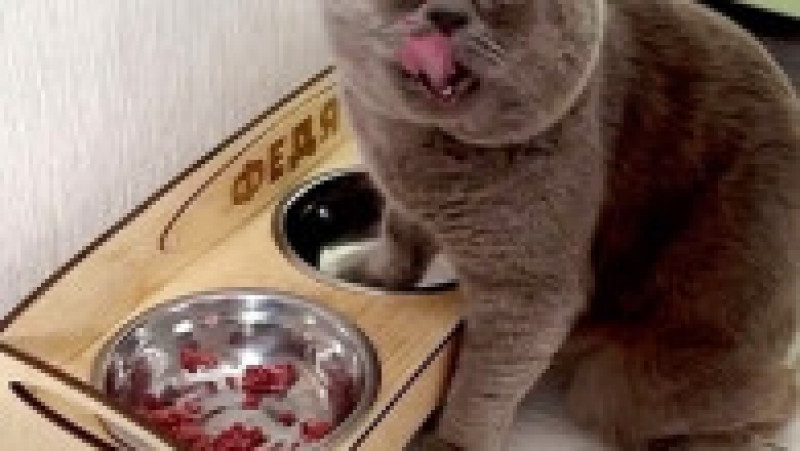 O pisicuță cu ochi încrucișați a devenit o senzație pe internet FOTO: Profimedia Images | Poza 22 din 27