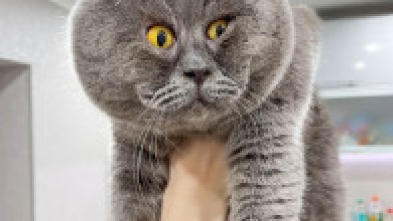 O pisicuță cu ochi încrucișați a devenit o senzație pe internet FOTO: Profimedia Images | Poza 24 din 27