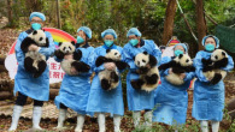 Mai mulți pui de panda uriaș au fost arătați publicului cu ocazia Anului Nou. Foto: Profimedia Images | Poza 1 din 5