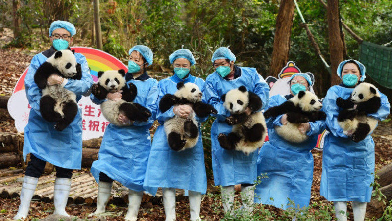 Mai mulți pui de panda uriaș au fost arătați publicului cu ocazia Anului Nou. Foto: Profimedia Images