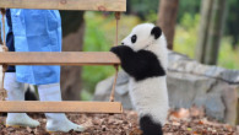 Mai mulți pui de panda uriaș au fost arătați publicului cu ocazia Anului Nou. Foto: Profimedia Images | Poza 2 din 5