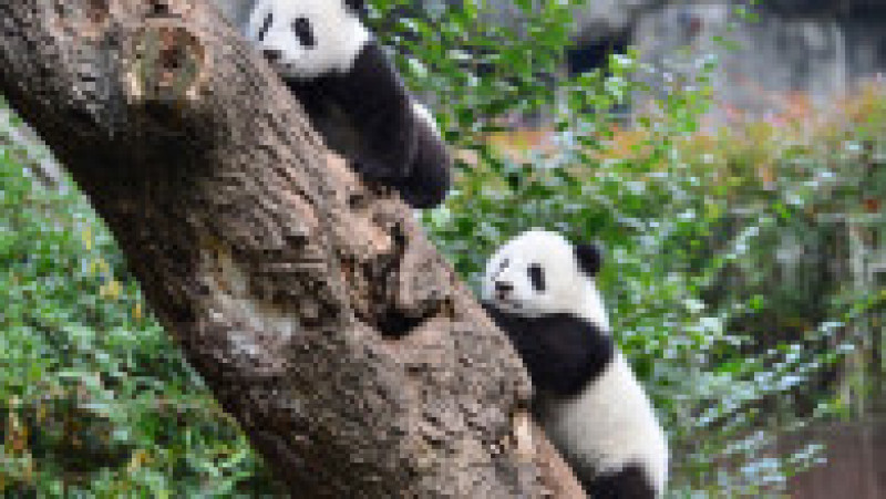 Mai mulți pui de panda uriaș au fost arătați publicului cu ocazia Anului Nou. Foto: Profimedia Images | Poza 3 din 5