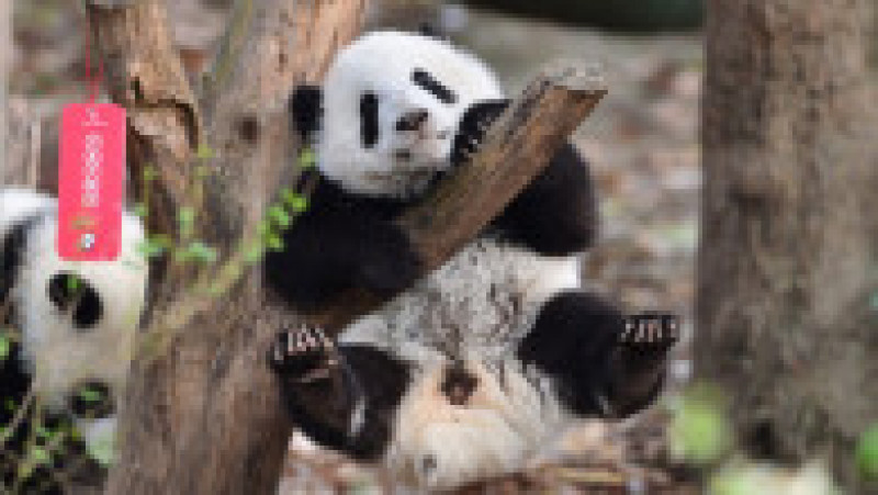Mai mulți pui de panda uriaș au fost arătați publicului cu ocazia Anului Nou. Foto: Profimedia Images | Poza 4 din 5