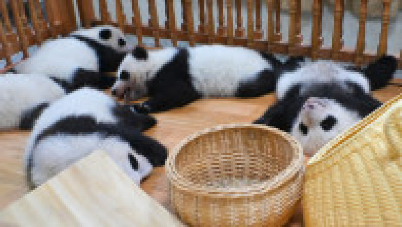 Mai mulți pui de panda uriaș au fost arătați publicului cu ocazia Anului Nou. Foto: Profimedia Images | Poza 5 din 5