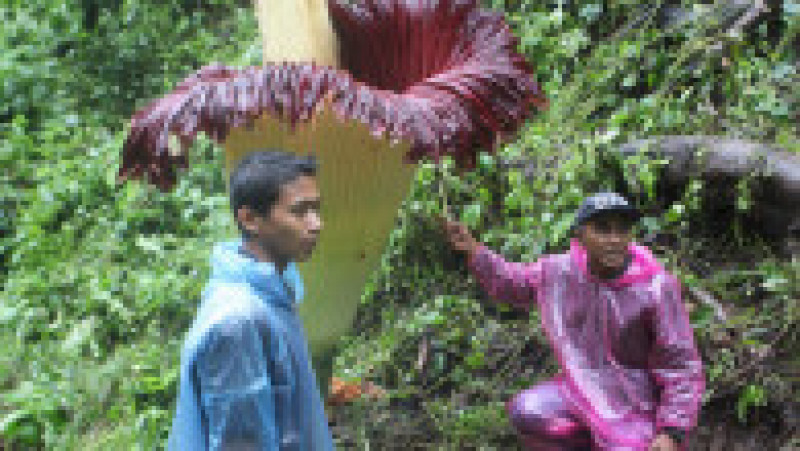 Floarea unei plante-cadavru Titan Arum pe insula Sumatra din Indonezia, decembrie 2022. Sursa foto: Profimedia Images | Poza 5 din 12