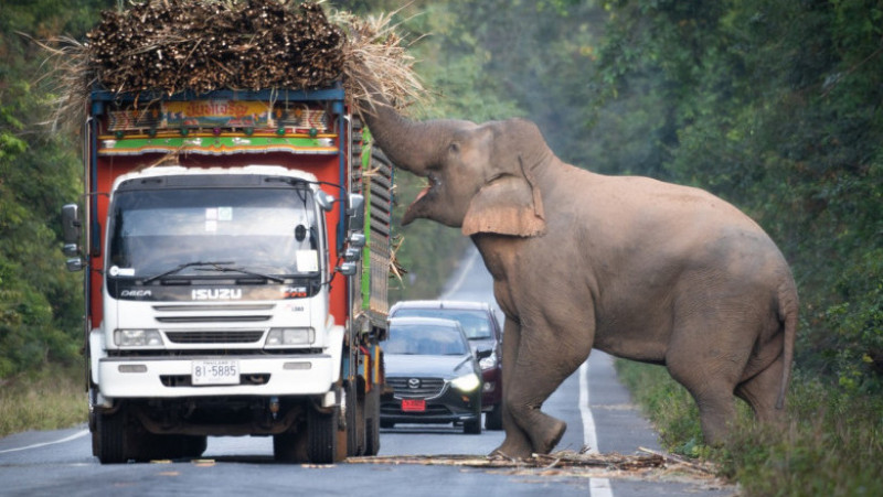 Un elefant lacom și leneș oprește în trafic camioanele cu trestie de zahăr ca să mănânce FOTO: Profimedia Images