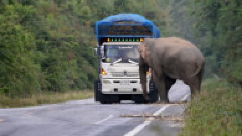 Un elefant lacom și leneș oprește în trafic camioanele cu trestie de zahăr ca să mănânce FOTO: Profimedia Images | Poza 2 din 12