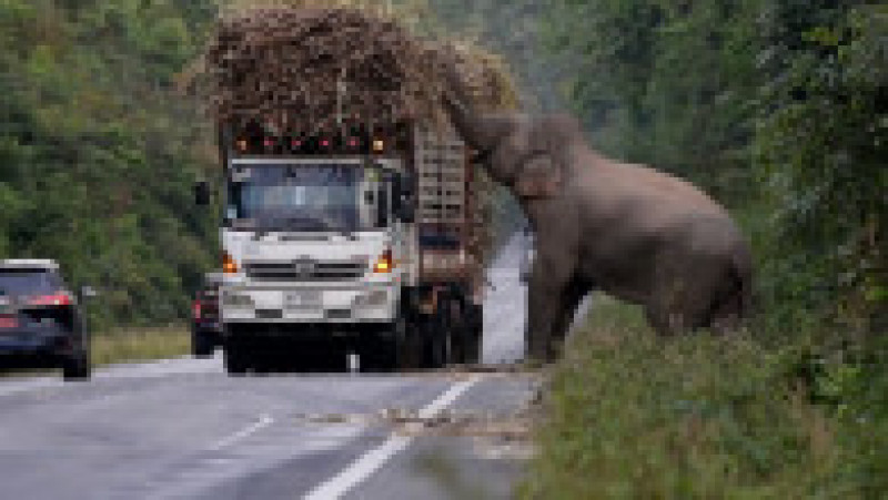Un elefant lacom și leneș oprește în trafic camioanele cu trestie de zahăr ca să mănânce FOTO: Profimedia Images | Poza 8 din 12