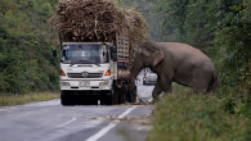 Un elefant lacom și leneș oprește în trafic camioanele cu trestie de zahăr ca să mănânce FOTO: Profimedia Images | Poza 9 din 12